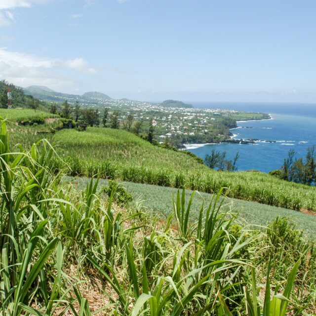 Sugarcane on Réunion image: Réunion Island, a French "department" (state) like Hawaii is to the US, is a lush tropical island off Madagascar where the Savanna Distillery follows the French GI 
in making a variety of rum styles from native sugarcane. Holmes Cay brings in 3 marks currently under its Single Origin rum series, the Agricole, the Grand Arôme, and the newly introduced Traditionnel. @holmescay 
@mike_hooker @mandylmcf @gretcheese @sommstitute @the.real.vinyl.cowboy @pandolfinipartiesharderthanyou 
#reunionisland #rum #rhum #agricole